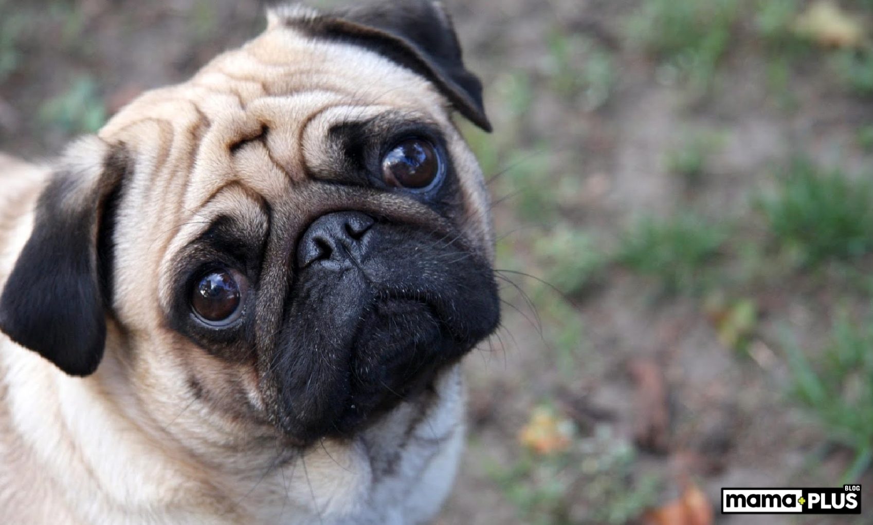 Pug Köpek Irkı Özellikleri, Bakımı, Beslenmesi ve Eğitimi - Mamaplus