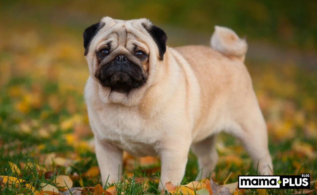 Pug Köpek Irkı Beslenme Rehberi - Mamaplus